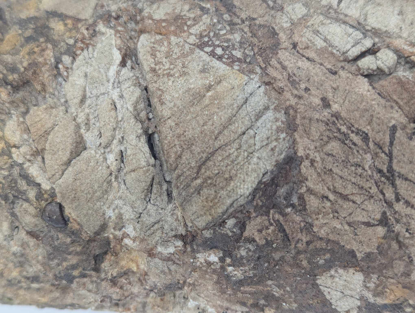 Sedimnetary Drill Core (SDC3)