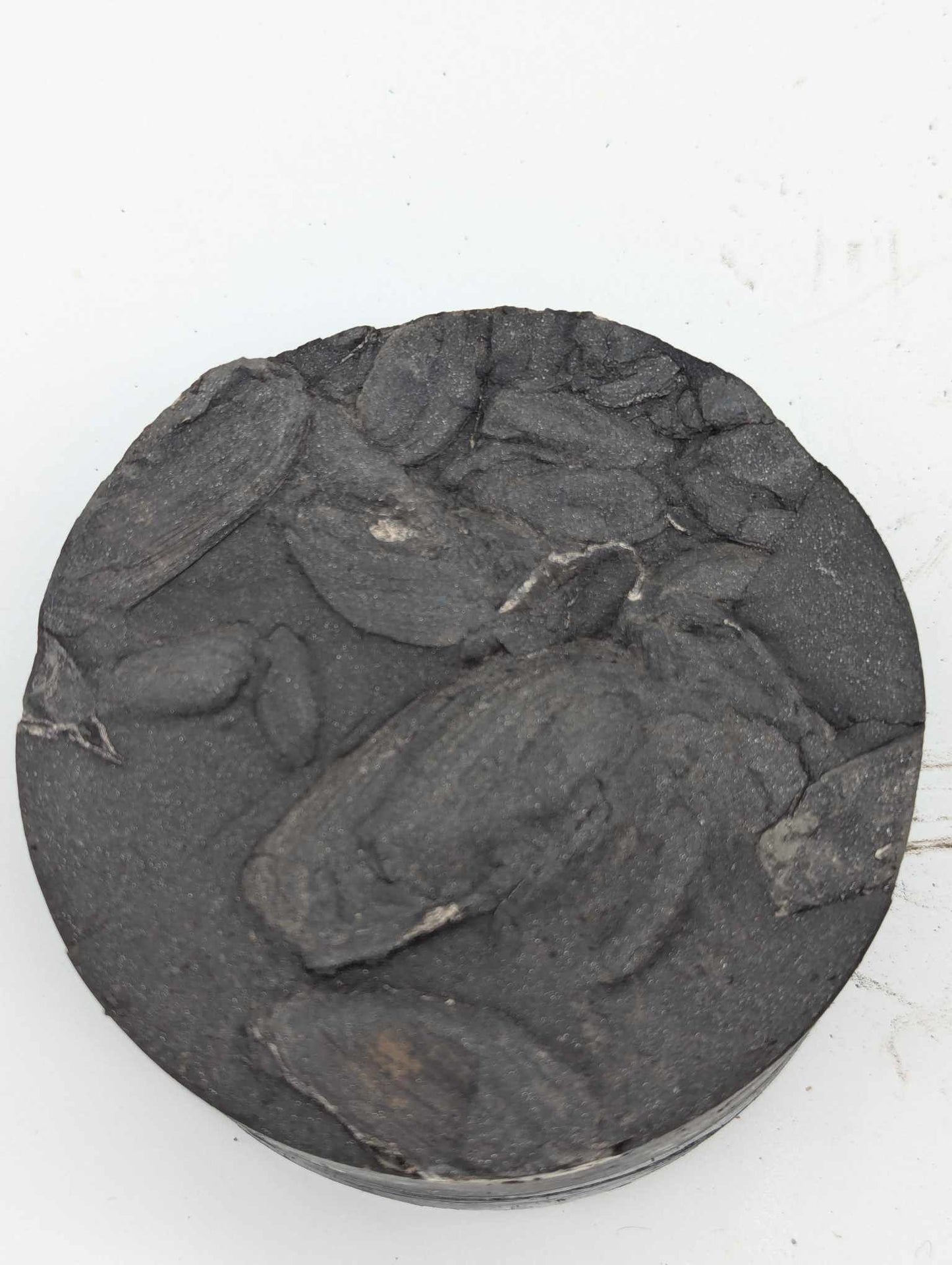 Sedimentary Drill Core (SDC12)