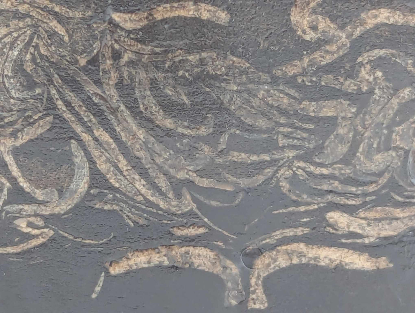 Sedimentary Drill Core (SDC11)