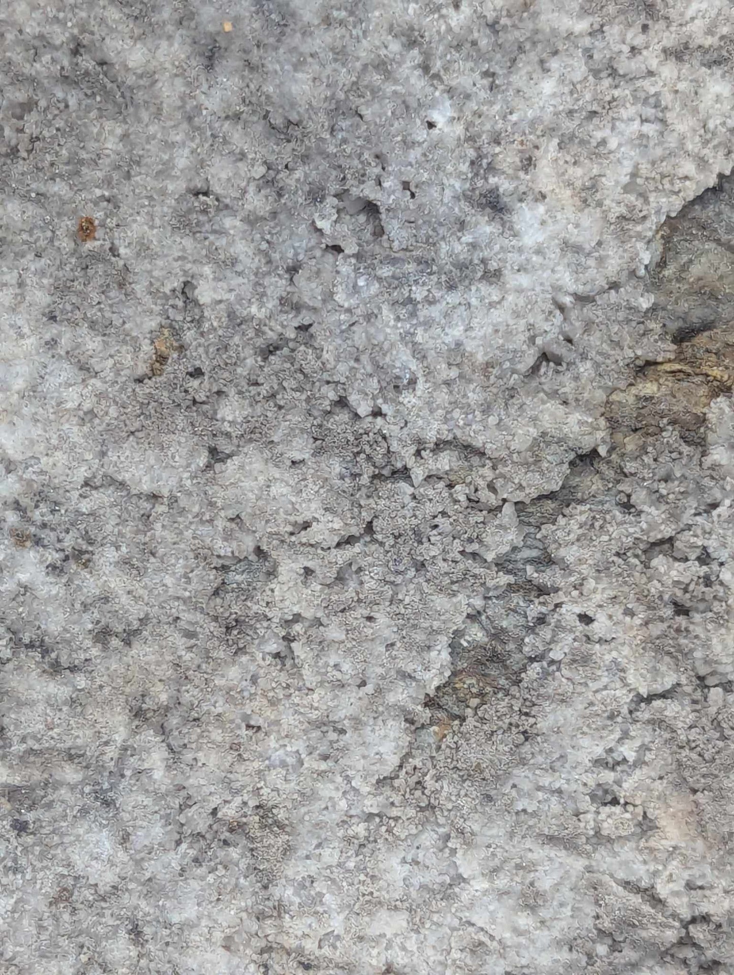 Sedimentary Drill Core (SDC14)