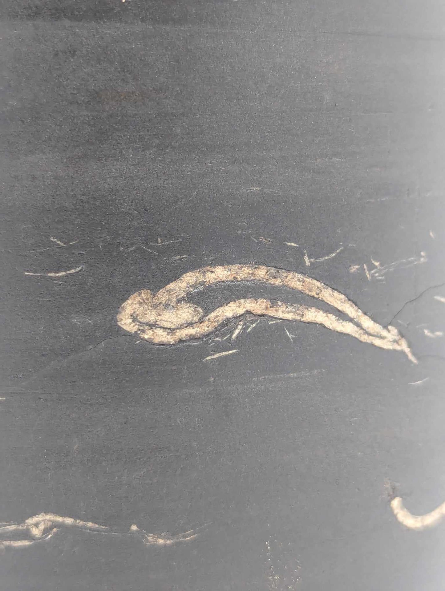 Sedimentary Drill Core (SDC8)