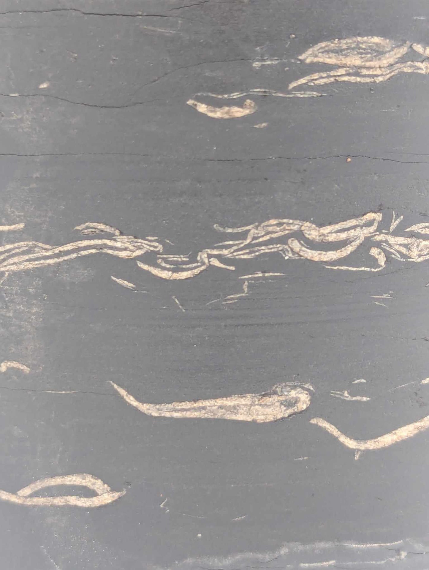 Sedimentary Drill Core (SDC10)