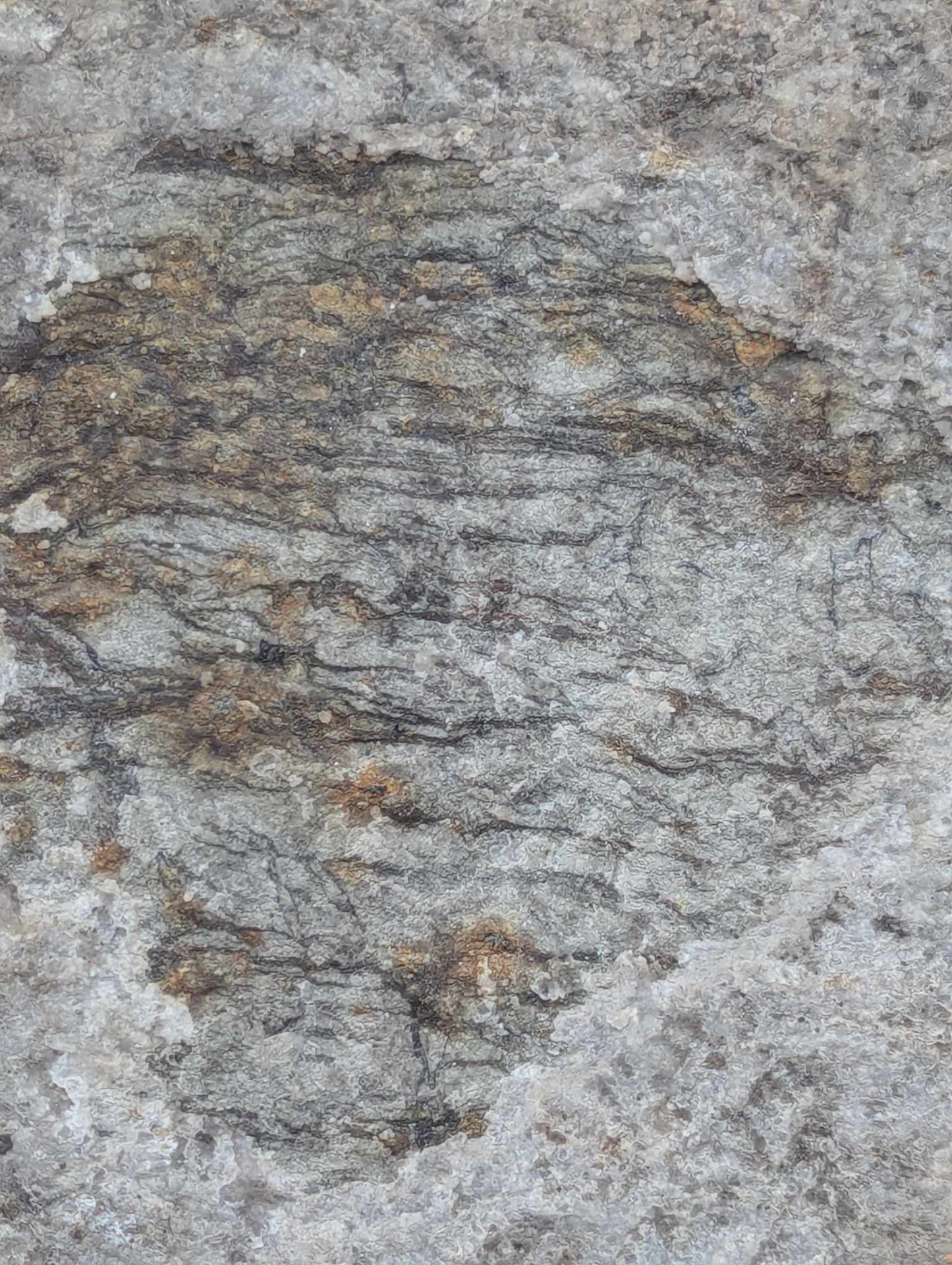 Sedimentary Drill Core (SDC14)