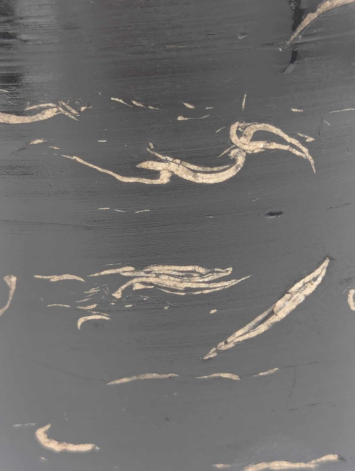 Sedimentary Drill Core (SDC7)