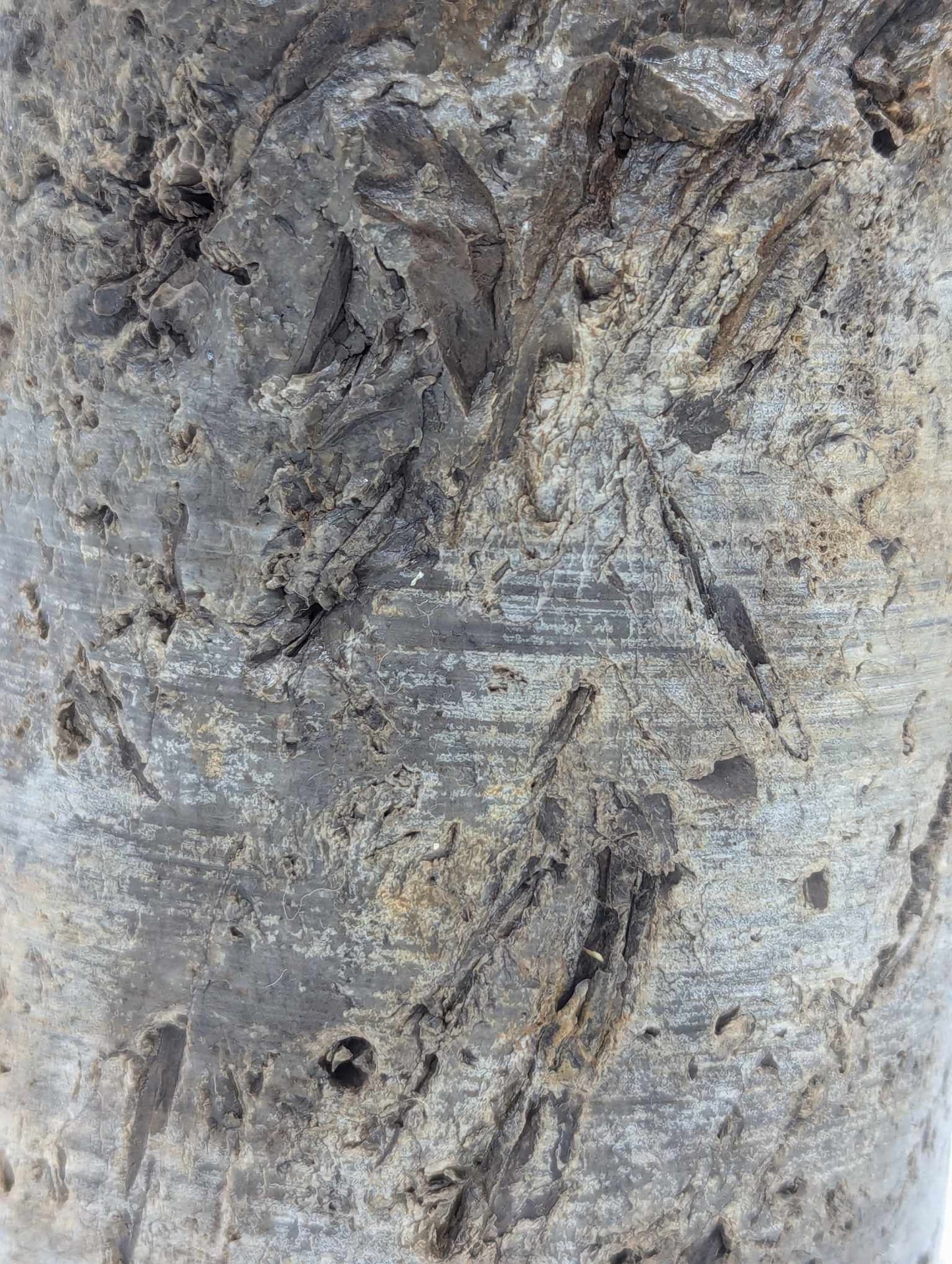 Sedimentary Drill Core (SDC17)