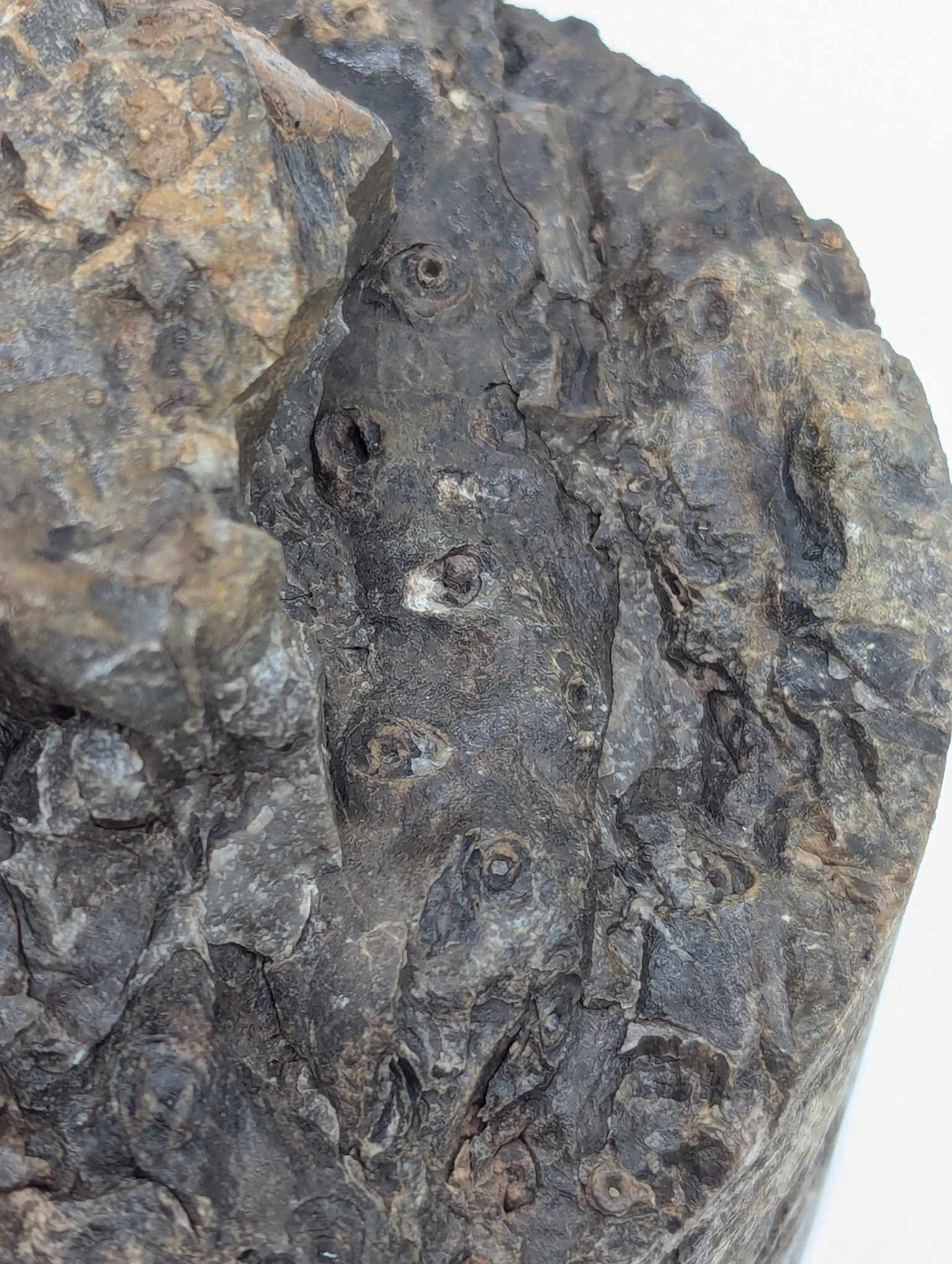 Sedimentary Drill Core (SDC17)